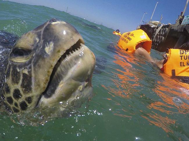 Las Tortuguitas Bungalows Los Órganos Dış mekan fotoğraf